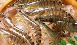 臭鱼烂虾爆料视频大全集,揭秘娱乐圈幕后真相